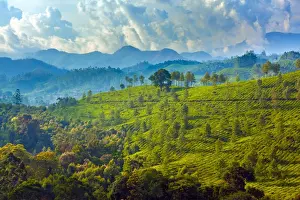 Munnar Prints: Tea plantation in Kerala