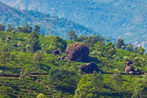 Munnar Prints: Tea plantation in Kerala