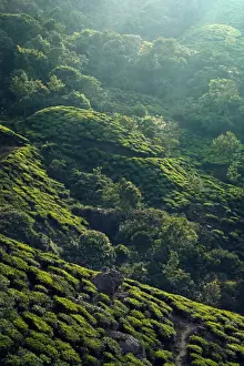 Tea plantation in Kerala