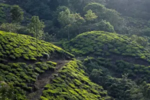 Tea plantation in Kerala