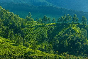 Images Dated 18th March 2015: Tea plantation landscape