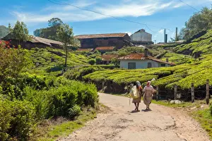 Asian And Indian Ethnicities Prints: Tea plantation and processing facility in Kerala, India