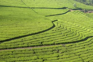 Tea plantation in a slope