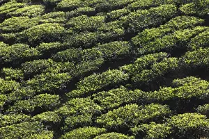 Kerala Prints: Tea plantations in the highlands around Munnar