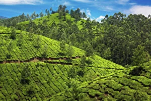Western Ghats Collection: Tea plantations in India