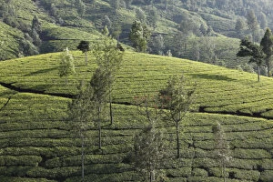 Kerala Collection: Tea plantations with trees in the highlands around Munnar, Western Ghats, Kerala, India