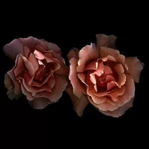 Images Dated 15th July 2011: Tea roses