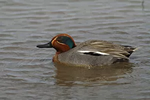 Images Dated 13th April 2011: Teal duck -Anas crecca-, swimming drake, Camargue, France, Europe