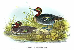 Turquoise Colored Collection: Teal duck engraving 1896