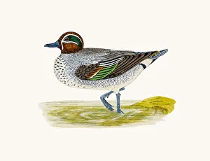 Turquoise Colored Collection: Teal Duck Waterfowl bird