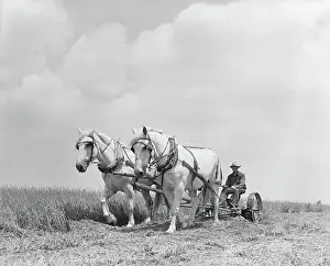 Plow Prints: Team of Horses Plowing Field