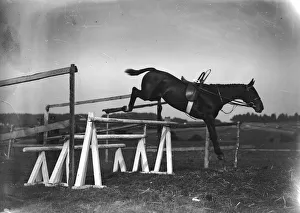 Racehorse Gallery: Tearaway Horse
