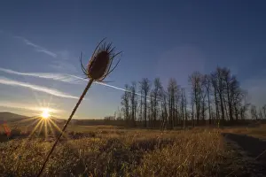 Hori Prints: Teasel and trees at sunrise, Steigerwald Lake National Wildlife Refuge