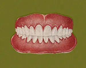 Teeth and Gums