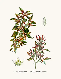 Telanthera plants