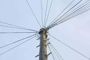 Line Gallery: Telephone pole with a lot of cables, Bristol, England, Great Britain, Europe