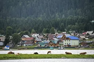Images Dated 23rd July 2013: Teletskoye, altai