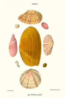Mollusc Prints: tellina shells