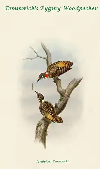 Beaks Prints: Temmnick's Pygmy Woodpecker