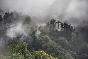 Images Dated 25th November 2012: Temperate rain forest and fog, Cisnes, Aysen Province, Chile