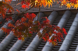 Temple roof detail and Japanese maple, Kyoto, Honshu, Japan