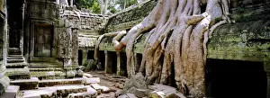 Temple and tree at Angkor