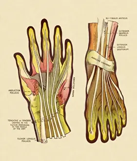 Tendons and Ligaments in Hand and Foot