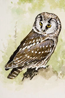 Images Dated 26th June 2007: Tengmalms owl (Aegolius funereus), looking over shoulder