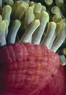 Tentacles of Sea Anemone