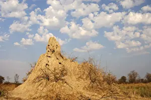 Heap Prints: Termite hill under cumulus clouds in the Okavango Delta, Botswana, Africa