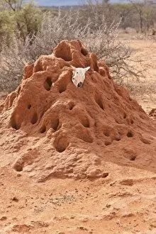 Images Dated 13th October 2011: Termite mound with an animal skull, Samburu National Reserve, Kenya, East Africa, PublicGround