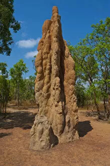 Images Dated 28th September 2008: Termite mound in the Litchfield National Park, Northern Territories, Australia