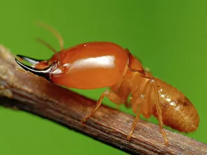Images Dated 18th June 2011: Termite soldier