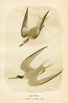 Tern Prints: Least tern bird lithograph 1890