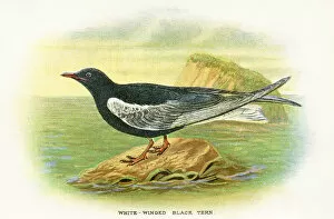 Images Dated 29th September 2017: Tern birds from Great Britain 1897