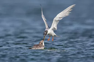 Images Dated 29th August 2015: Tern Feeding