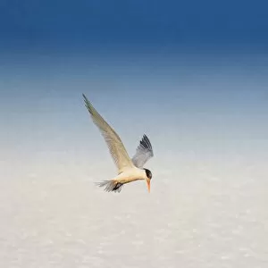 Images Dated 18th October 2011: Tern in flight