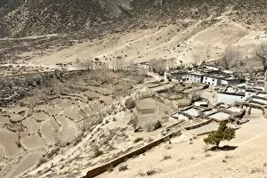 Terraced fields at the village of Samar, Upper Mustang, Lo, Nepal