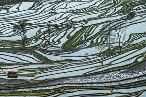 Images Dated 2nd March 2014: Terraced rice field