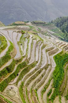 Images Dated 21st May 2012: Terraced rice field, Longsheng Rice Terrace, China