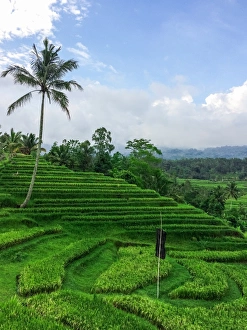 Terraced Rice Fields