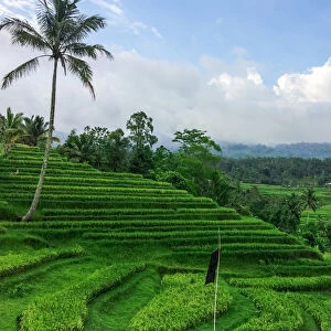 Images Dated 14th November 2014: Terraced rice fields, Jatiluwih, Bali, Indonesia
