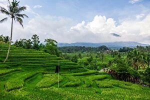 Images Dated 14th November 2014: Terraced rice fields, Jatiluwih, Bali, Indonesia