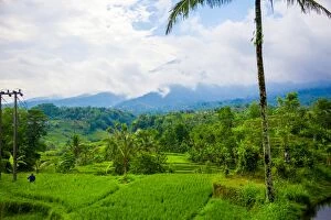 Images Dated 14th November 2014: Terraced Rice Fields, Jatiluwih, Bali, Indonesia
