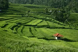 Terraces at Jatiluwih