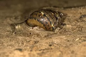 Images Dated 29th May 2014: Terrestrial snail species -Pulmonata spec.-, Tambopata Nature Reserve, Madre de Dios region, Peru