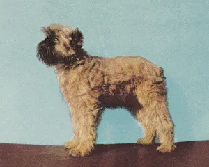 Blue Background Gallery: Terrier