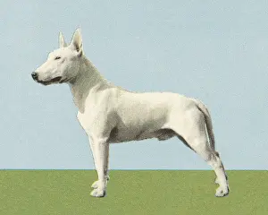 Best In Show Prints: Terrier