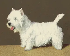 Brown Background Prints: Terrier