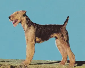 Best In Show Prints: Terrier